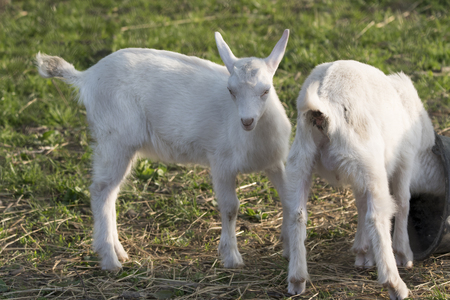 A skull examining the contents of a black plastic bucket.の写真素材