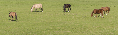 Grazing horses on grazing.の写真素材