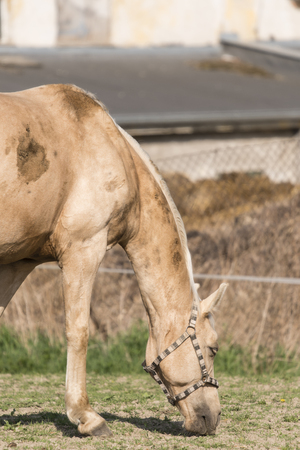 Adult horse in the outdoors.の写真素材