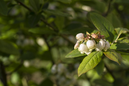 Flower of blueberries shrub with green leaves.の写真素材