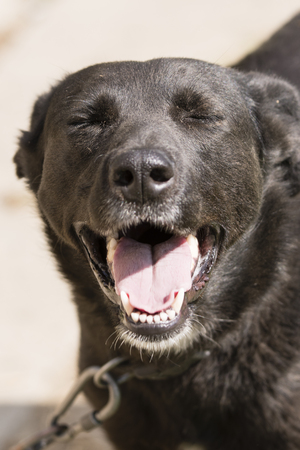 The head of a black adult dog opened with a mouth and eyes closed.の写真素材