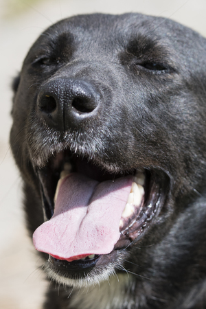The head of a black adult dog opened with a mouth and eyes closed.の写真素材