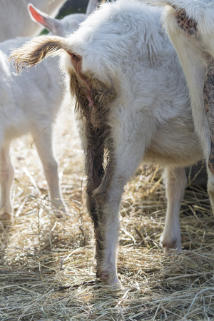 Sick white goat - back.の写真素材
