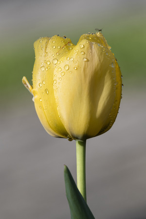 Yellow tulip flower with dew drops.の写真素材
