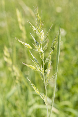 Green grass on a meadow.の写真素材