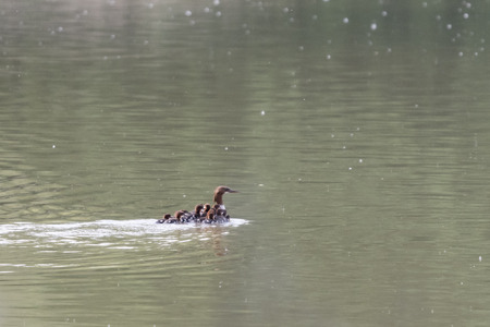Flower water bird with chicks on his back.の写真素材