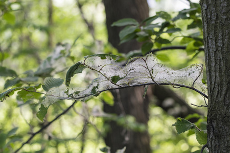 Caterpillar threads and protective cocoons on a tree branch.の写真素材