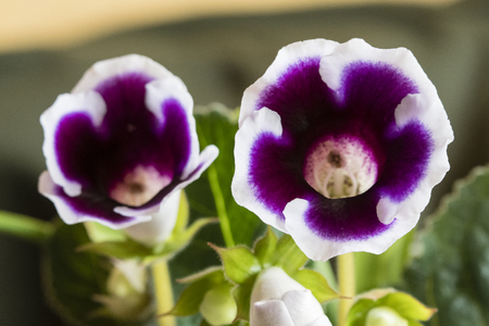 Gloxinia tubular purple flowers with a white trim.の写真素材