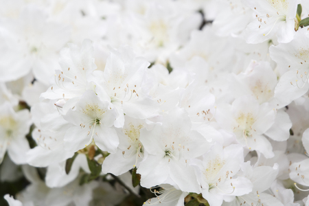 White azalea flowers on bushes.の写真素材