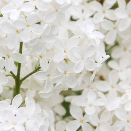 White lilac flowers.の写真素材