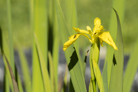 A yellow flower of a water-lily.の写真素材