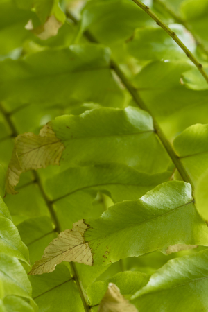Details of a green fern leafの写真素材