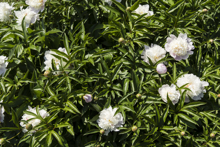 White peony flower.の写真素材