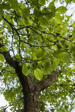 The disease leaves on plum.の写真素材