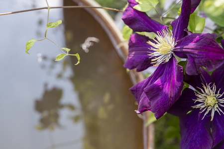 Purple flowers clematis and water level of the barrel.の写真素材