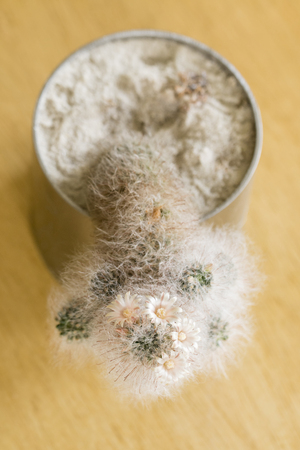 White flowers on a furry cactus.の写真素材