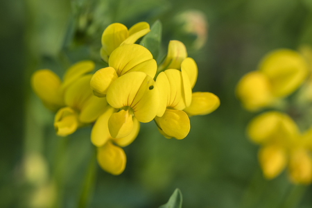 Yellow flowers of ornamental plants in detail.の写真素材