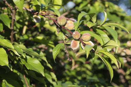 Small immature peaches with green leaves.の写真素材