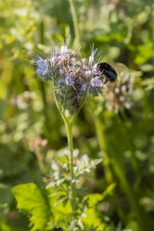 Bumblebee on a blue flower.の写真素材