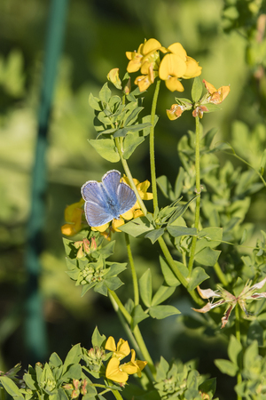 Blue butterfly on a yellow flower.の写真素材