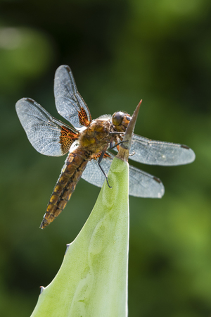 Libellula depressa - dragonfly sitting on a large aloe tree.の写真素材