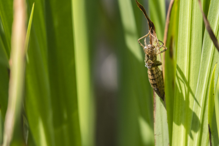 A dry skeleton of a dragonfly holding a reed leaf.の写真素材