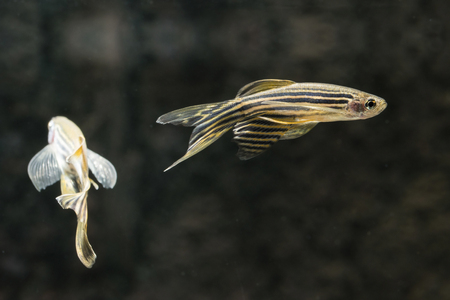 Danio striped in an aquarium.の写真素材