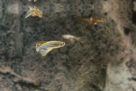 Danio striped in an aquarium.の写真素材