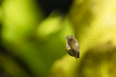 Small water snail climbing on glass with colorful background.の写真素材