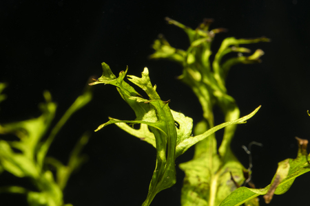 Green leaf from aquatic plants under water.の写真素材