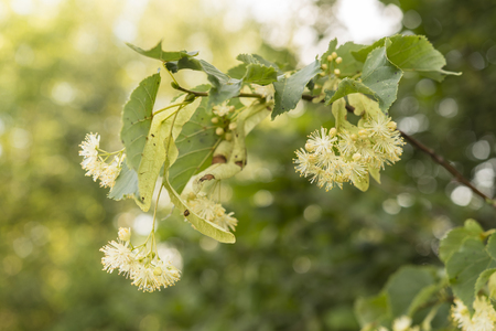 Scented lime flowers.の写真素材