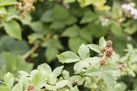 Green blackberry on the plant.