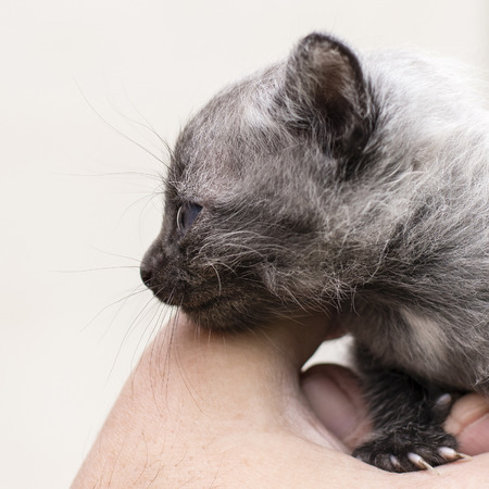 Small gray black kitten in human hand.の写真素材