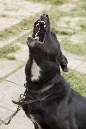 Black howling dog with white chest on a chain.の写真素材