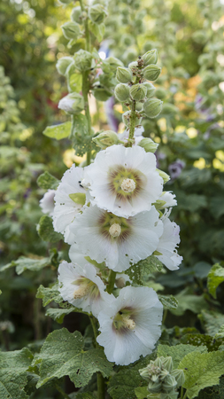 White hibiscus flower.の写真素材