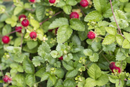 Duchesnea indicates red fruits of inedible strawberries.