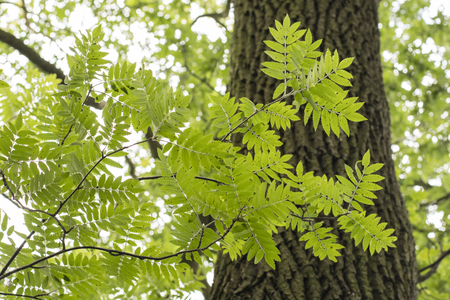 Green leaves rowan oak with a trunk in the background.の写真素材