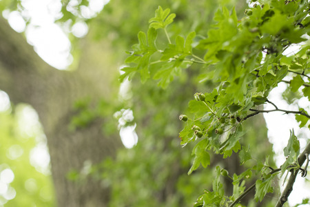Green hawthorn on the tree.