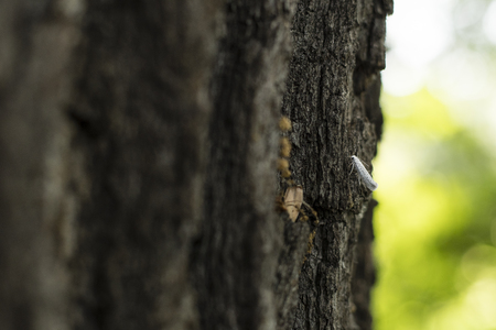 A small white moth with black dots on the tree bark.の写真素材