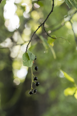 Cornus - black berries on a branch with green leaves in nature.の写真素材