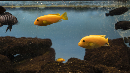 Pseudotropheus elongatus yellow fish.の写真素材