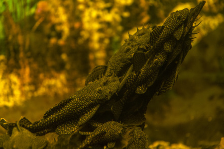 Fish anchistrus on a tribe under water.の写真素材