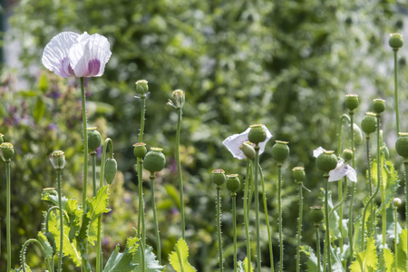Flower and the poppy.の写真素材