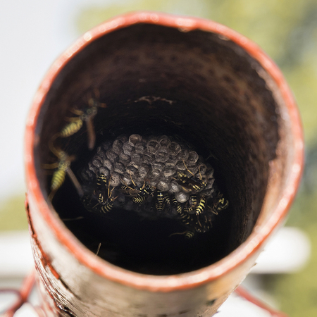 Honeycomb nests in a carpet knocking tube.の写真素材