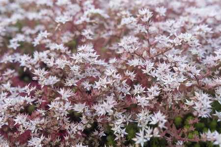 White flowers sedum.の写真素材
