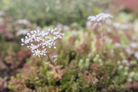 White flowers sedum.の写真素材