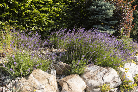 Lavender blooming between large stones.の写真素材