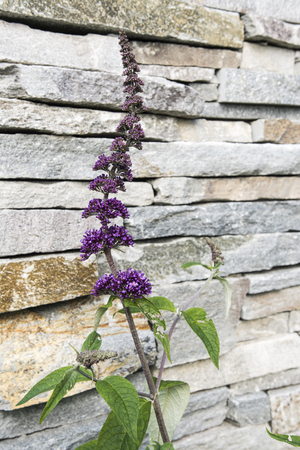 Purple flowers on a flower background.