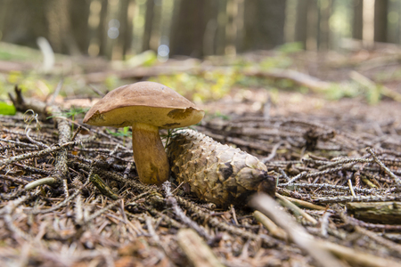 Boletus edible in a forest near a cone in the countryside.の写真素材