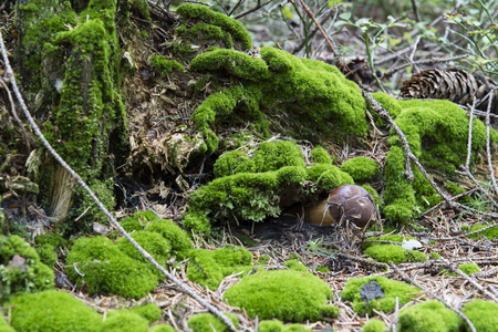 Boletus edible in moss.の写真素材